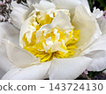 White Peony Flower Close Up with Yellow Center. 143724130
