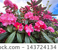 Pink rhododendron blossoms in spring garden 143724134