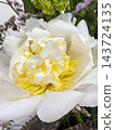 White Peony Flower Close Up with Yellow Center. 143724135