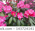 Pink rhododendron blossoms in spring garden 143724141