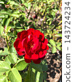 A crimson rose that shines in the blue sky 143724234