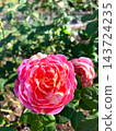 A diaphragm-patterned rose that shines in the blue sky 143724235