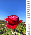 Red roses stand out against the blue sky 143724236