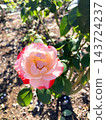 A covered rose that shines in the blue sky 143724237