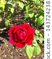 A crimson rose that shines in the blue sky 143724238