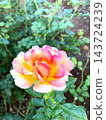 A covered rose that shines in the blue sky 143724239