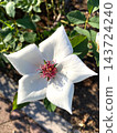 white roses in the blue sky 143724240