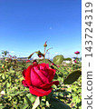 Red roses stand out against the blue sky 143724319
