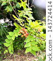 Red-colored sansho pepper berries 143724414