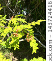 The sansho pepper berries gradually change color. 143724416