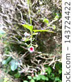 Surprisingly cute Hexokazura flowers 143724422