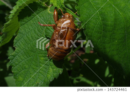 Cicadian shell Cicadian shell 143724461