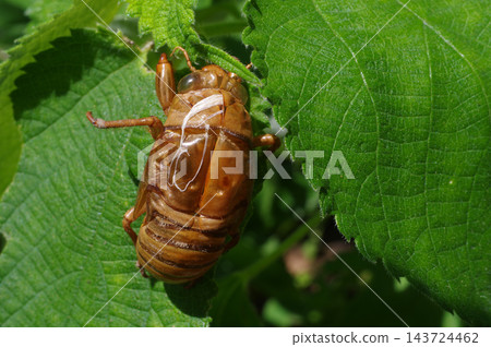 Cicadian shell Cicadian shell 143724462