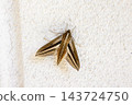 Adult hawk moths, characterized by the vertical stripes on their backs, perched on a white exterior wall. 143724750
