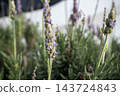 Lavender buds and purple flowers beginning to bloom 143724843