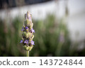 Lavender buds and purple flowers beginning to bloom 143724844