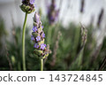 Lavender buds and purple flowers beginning to bloom 143724845