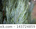 A close-up of the beautiful silver-green leaves of a conifer. 143724859