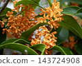 The sweet osmanthus tree is in full bloom, displaying its vibrant orange flowers. 143724908
