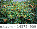 The sweet osmanthus tree is in full bloom, displaying its vibrant orange flowers. 143724909