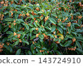 The sweet osmanthus tree is in full bloom, displaying its vibrant orange flowers. 143724910