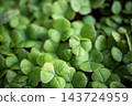 A close-up of wood sorrel with its densely packed heart-shaped green leaves. 143724959
