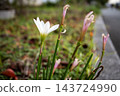 White rain lilies bloom proudly by the roadside. 143724990