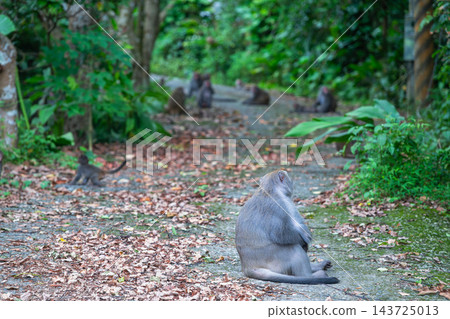 Formosan Rock Macaque Sitting on Mountain Trail in Tainan, Taiwan Formosan Rock Macaque Sitting on Mountain Trail in Tainan, Taiwan 143725013