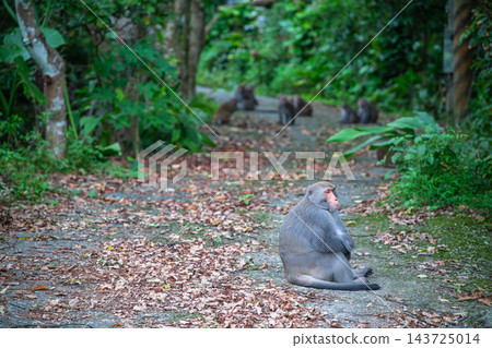 Formosan Rock Macaque Sitting on Mountain Path in Nanhua, Tainan 143725014