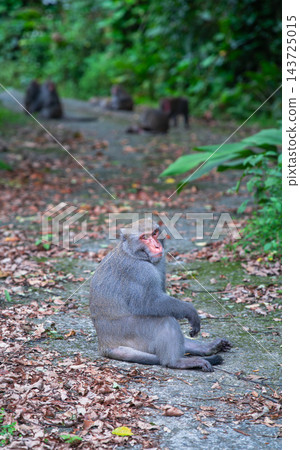 Formosan Rock Macaque on Forest Path in Tainan, Taiwan Formosan Rock Macaque on Forest Path in Tainan, Taiwan 143725015