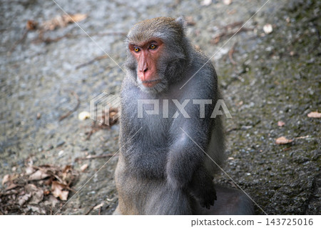 Formosan Rock Macaque Sitting Outdoors in Nanhua, Tainan Formosan Rock Macaque Sitting Outdoors in Nanhua, Tainan 143725016