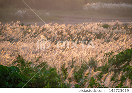 Kans Grass Blooming at Sunset in Guantian, Tainan, Taiwan 143725019