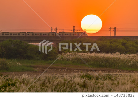 Train on bridge at sunset with wild silvergrass in Tainan, Taiwan Train on bridge at sunset with wild silvergrass in Tainan, Taiwan 143725022