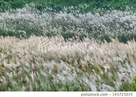 Swaying wild sugarcane flowers along riverbank in autumn Swaying wild sugarcane flowers along riverbank in autumn 143725035