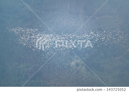 Migrating Egrets in Flight over Meishan, Taiwan Migrating Egrets in Flight over Meishan, Taiwan 143725052