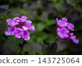 The pale purple flowers of Lantana camtschatica bloom in vivid colors. 143725064