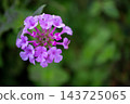 The pale purple flowers of Lantana camtschatica bloom in vivid colors. 143725065