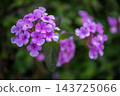 The pale purple flowers of Lantana camtschatica bloom in vivid colors. 143725066