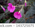 Oxalis bowiei bloomed with vibrant pink flowers. 143725075