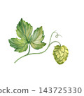 Botanical illustration of a green hop cone hanging from a delicate curling stem with broad, lobed green leaves 143725330