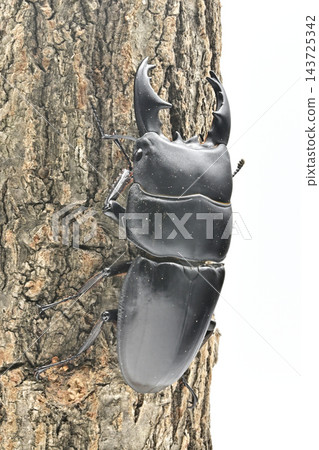 Alkydes Hiratakuwagata Alkydes Hiratakuwagata 143725342