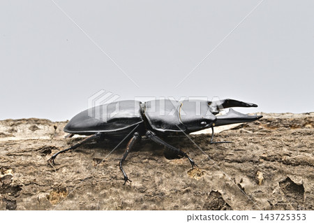 Alkydes Hiratakuwagata Alkydes Hiratakuwagata 143725353