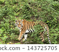 Amur tiger (tigress). Tigress Taiga is the sister of the tiger Amur. 143725705
