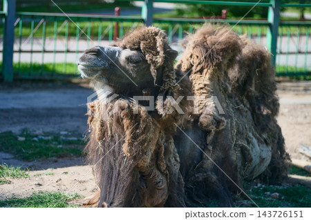 A Bactrian camel sits on the ground beside a green metal fence at a zoo during the day 143726151