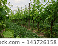 Rows of grape vines climb wooden trellises in a vineyard under a cloudy daytime sky, with leafy plants covering the ground 143726158