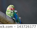 A green and blue parrot perches on a branch beside another bird against a dark background, with no location or time provided 143726177