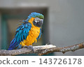 A blue and yellow macaw sits on a branch in a bird enclosure, with a gray wall behind it during the day 143726178