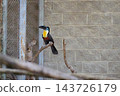 A toucan sits on a branch in a mesh enclosure beside a stone block wall during the day 143726179