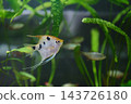 An angelfish swims past green aquatic plants in an aquarium, with other fish visible in the background during daytime 143726180