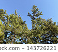 pine tree against the blue sky 143726221